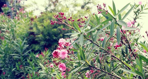 夹竹桃之花语与寓意（鲜花中的秘密）