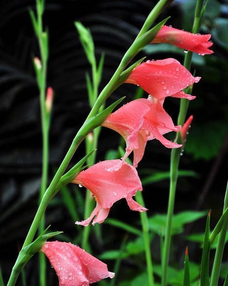 剑兰花（探寻剑兰花的花语和寓意）