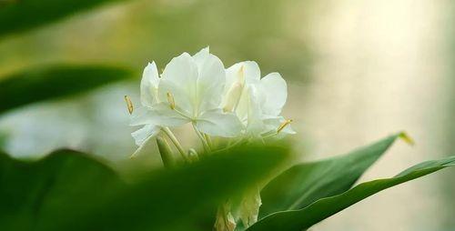 姜花的花语和寓意（探寻姜花的美丽与哲理）