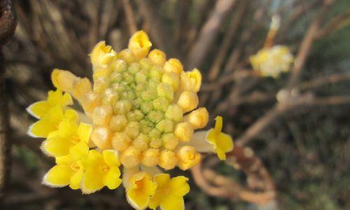 以结香的花语与传说（传说中的结香花的奇妙力量与意义）