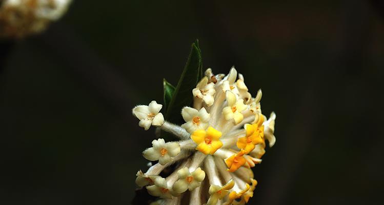 以结香花的寓意与象征意义（揭开以结香花的神秘面纱）