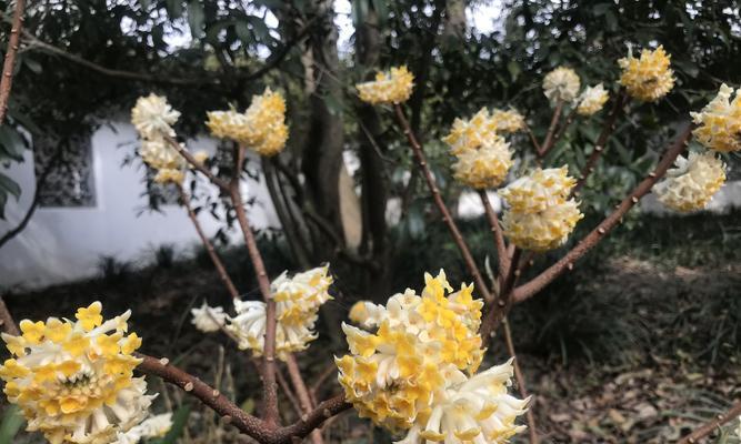 以结香花的花语探索爱情（传递深情意和美好祝福的花朵——以结香花）