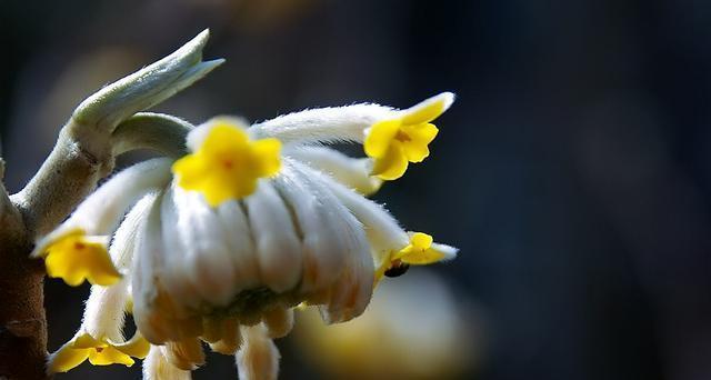 以结香花的花语探索爱情（传递深情意和美好祝福的花朵——以结香花）