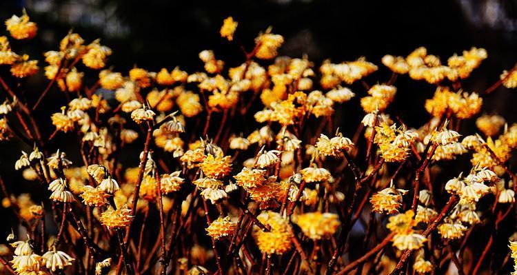 以结香花语的深刻意义（探寻花海中的情感纽带）