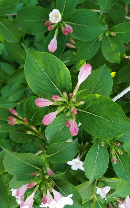 以锦带花的花语和寓意（了解锦带花语）