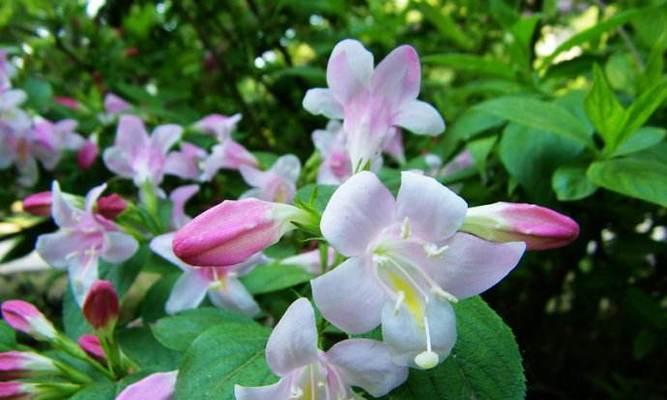 锦带花花语之美（探秘花语的奥秘）