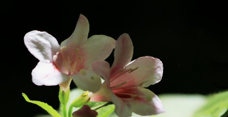 锦带花的花语与寓意（解读锦带花的情感与象征）