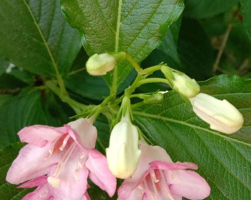 锦带花的花语与寓意（解读锦带花的情感与象征）