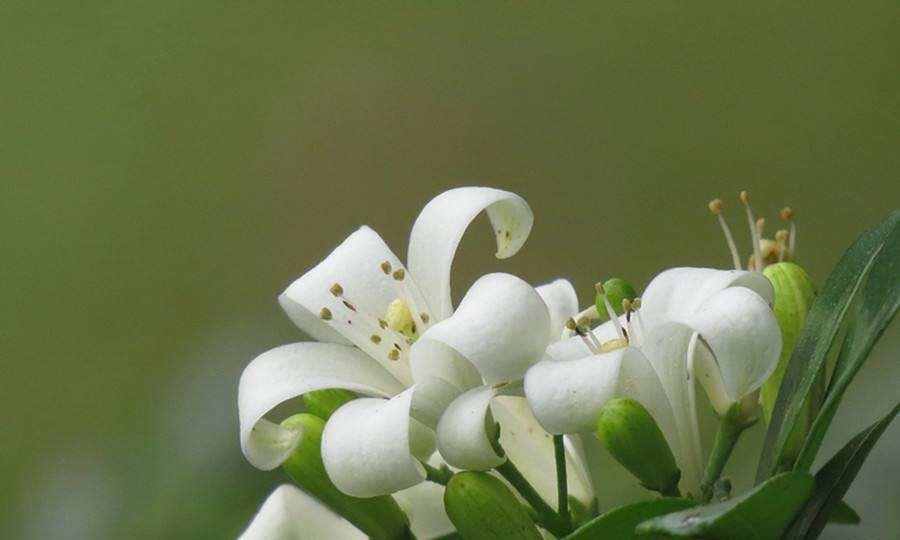 九里香的花语（九里香的花语和意义解读）