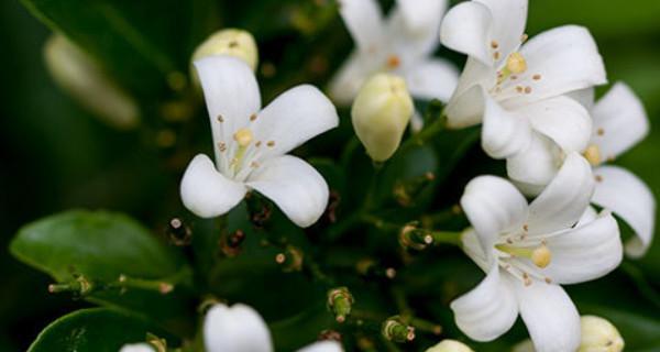 九里香花语与寓意（探索九里香花的美丽寓意）