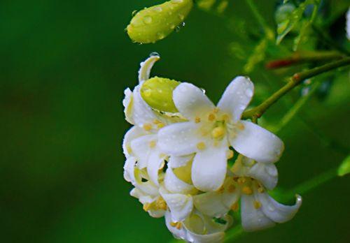 九里香花语的含义与传说（探寻九里香花语的源起与意义）