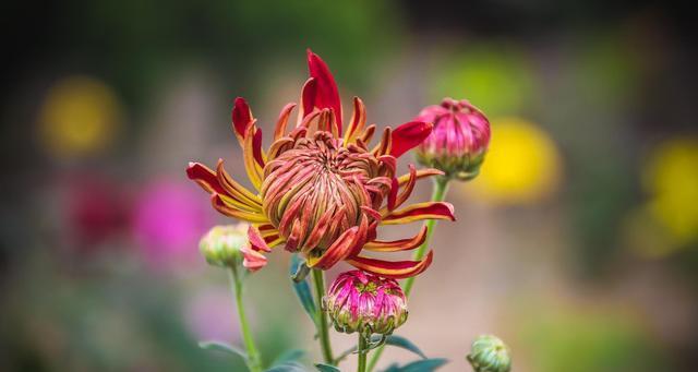 菊花的寓意与含义（解析菊花象征的深刻内涵）