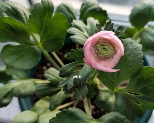 花毛樱什么时候种（花毛樱桃种植方法和时间）