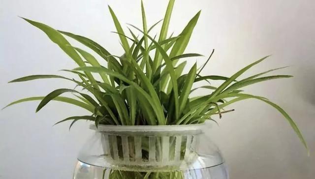 水养植物有哪些养（养护水养植物的小窍门）