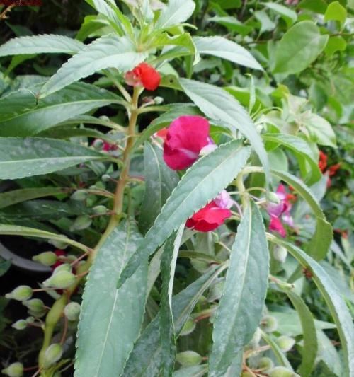 凤仙花种子的种植方法和时间（有关凤仙花的栽培技术）