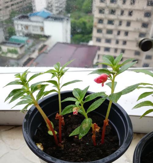 凤仙花种子的种植方法和时间（有关凤仙花的栽培技术）