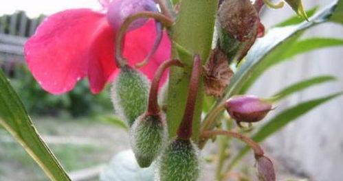 凤仙花种子的种植方法和时间（有关凤仙花的栽培技术）