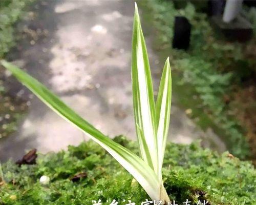 兰花怎么种植（家庭盆栽兰花种植方法）