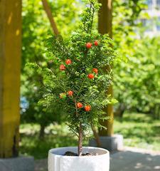 怎样种植盆栽红豆杉（红豆杉的栽培与管理）