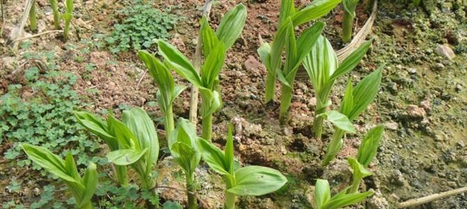 白兰花种植前景怎样（白兰花种植技术要点）