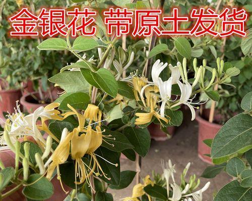 金银花怎么种植才能成活（金银花的栽培技术）