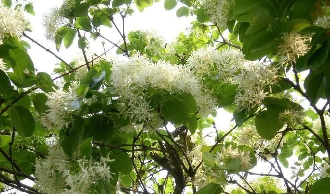 流苏种子什么时候催芽（流苏树种植方法讲解）