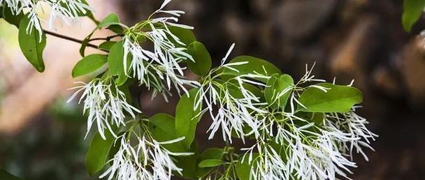 流苏种子什么时候催芽（流苏树种植方法讲解）