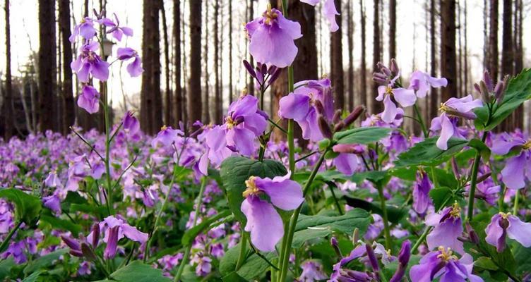 二月兰什么时候开花（观赏二月兰花期简介）