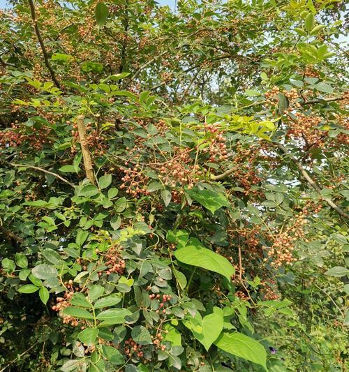 什么时候种花椒树好（花椒的种植方法和管理）