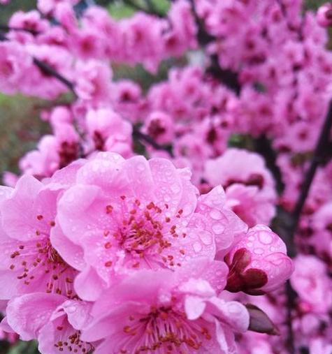 春天开的花都有哪些（春天代表性的花）