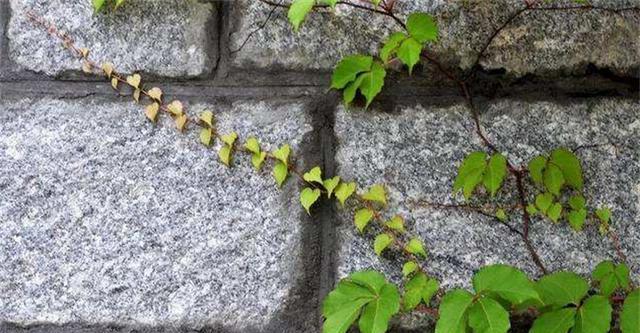 爬山虎植物如何繁殖（爬山虎繁殖方法及时间）