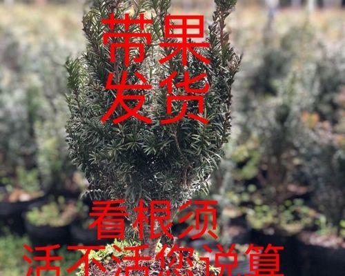 曼地亚红豆杉怎么养殖（红豆杉种植方法与技巧）