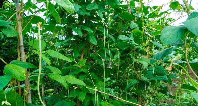 芸豆什么时候种植（芸豆种植时间和方法）