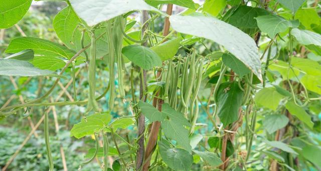 芸豆什么时候种植（芸豆种植时间和方法）