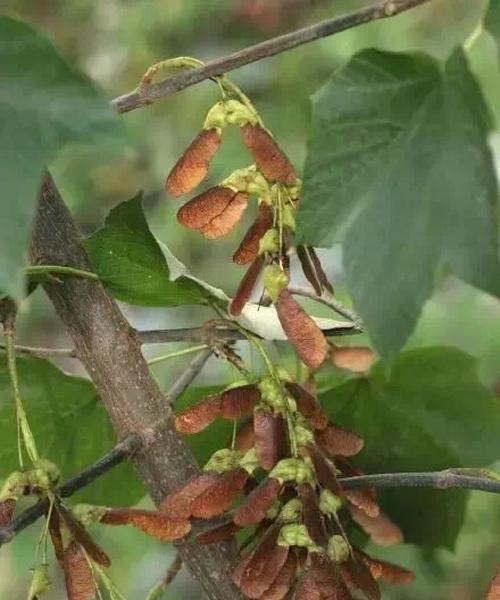 红枫树种子怎么种植（红枫树种子种植方法和注意事项）