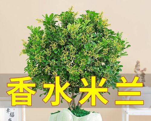 容易养活的花卉有哪些（盘点适合室内养的十种花）