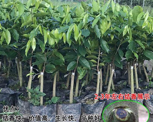 沉香树苗适合在哪里种植（有关沉香树苗栽培技术）