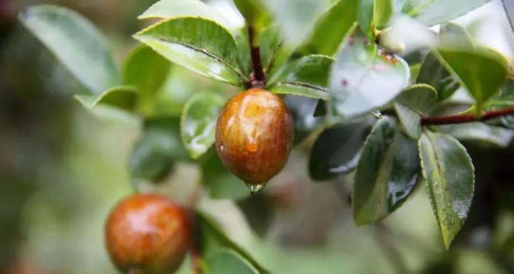 油茶树种植技术要求（详解油茶树栽培管理）