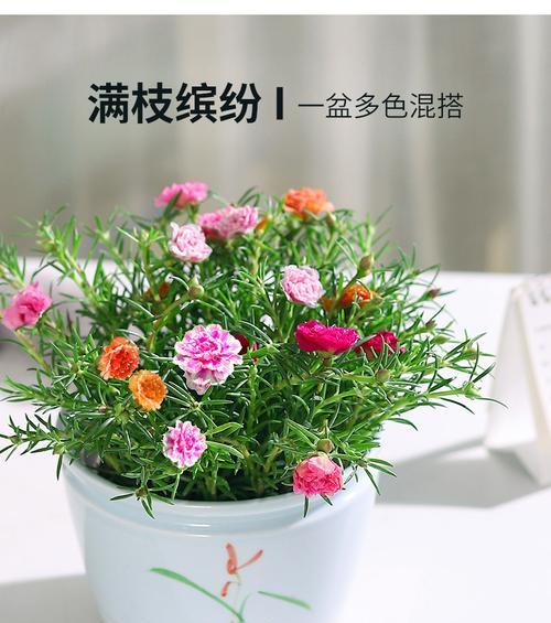 非洲菊怎么养才长得好（非洲菊的养护小窍门）