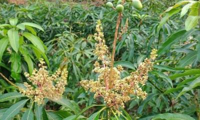 芒果苗如何栽种（芒果树种植技术要点）