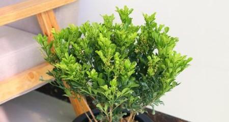 米兰花怎样种植（米兰花的种植方法和注意事项）