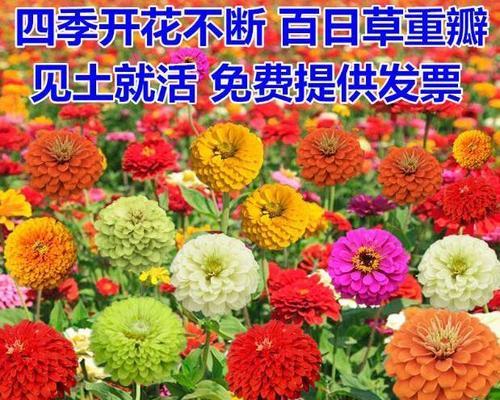 波斯菊种子什么时候种（波斯菊种植方法和时间）