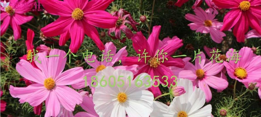 波斯菊种子什么时候种（波斯菊种植方法和时间）