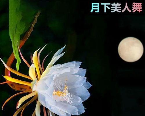 昙花怎么样才能开花（详解昙花养护技巧）