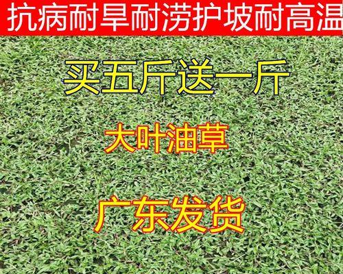 狗牙根草籽什么时候播种（狗牙根草种植方法和时间）