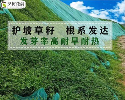 狗牙根草籽什么时候播种（狗牙根草种植方法和时间）