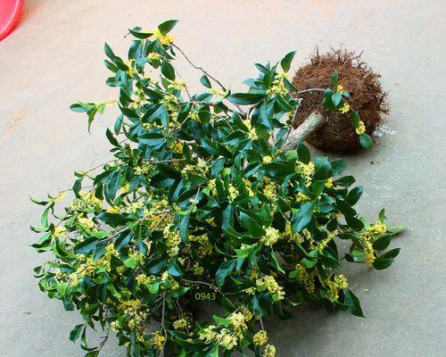 桂花用什么嫁接（桂花嫁接方法和时间）