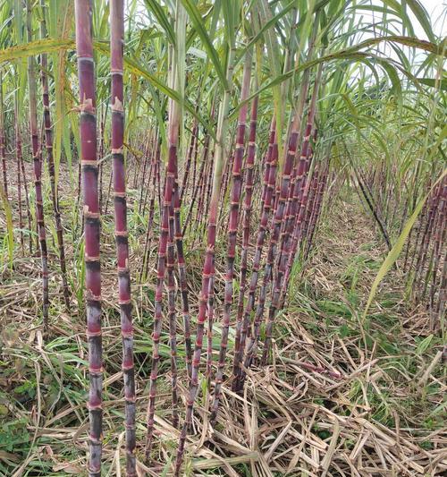 甘蔗什么时候种植（甘蔗种植时间和方法）