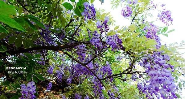 紫藤树种院子里好不好（简述紫藤种植方法）