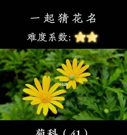 相逢在满天星下（浪漫相遇）